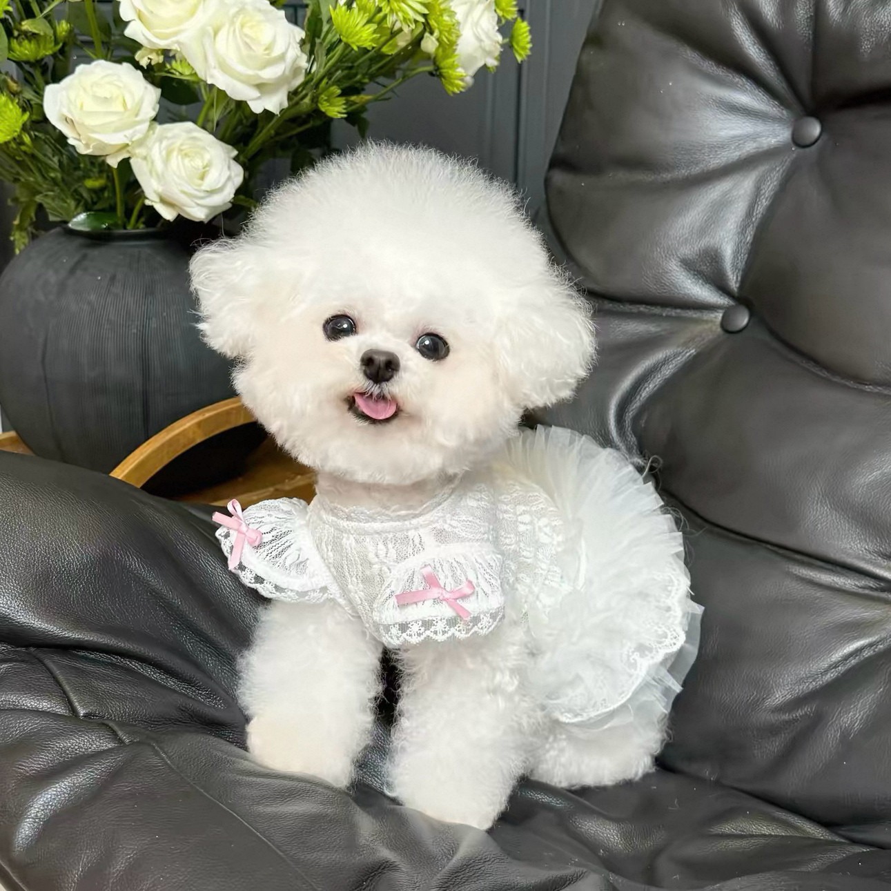 2026 Princess Style Pet Dress  - Lace Teddy Lingerie reseña y precio