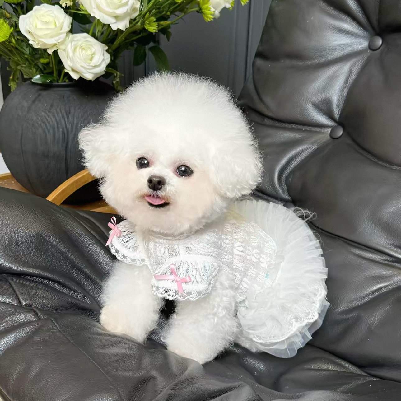 2026 Princess Style Pet Dress  - Lace Teddy Lingerie reseña y precio